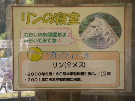 マサイキリンat日本平動物園 ぶらぶら動物園