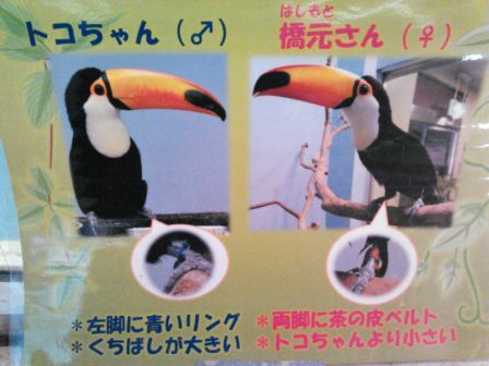 熱帯鳥類館 At 日本平動物園 ぶらぶら動物園